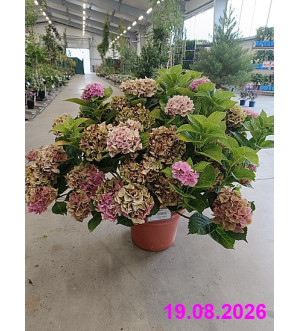 Hydrangea macrophylla C 9 L